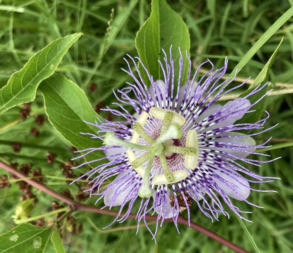 The Beauty and Usefulness of Passionflower For Sleep