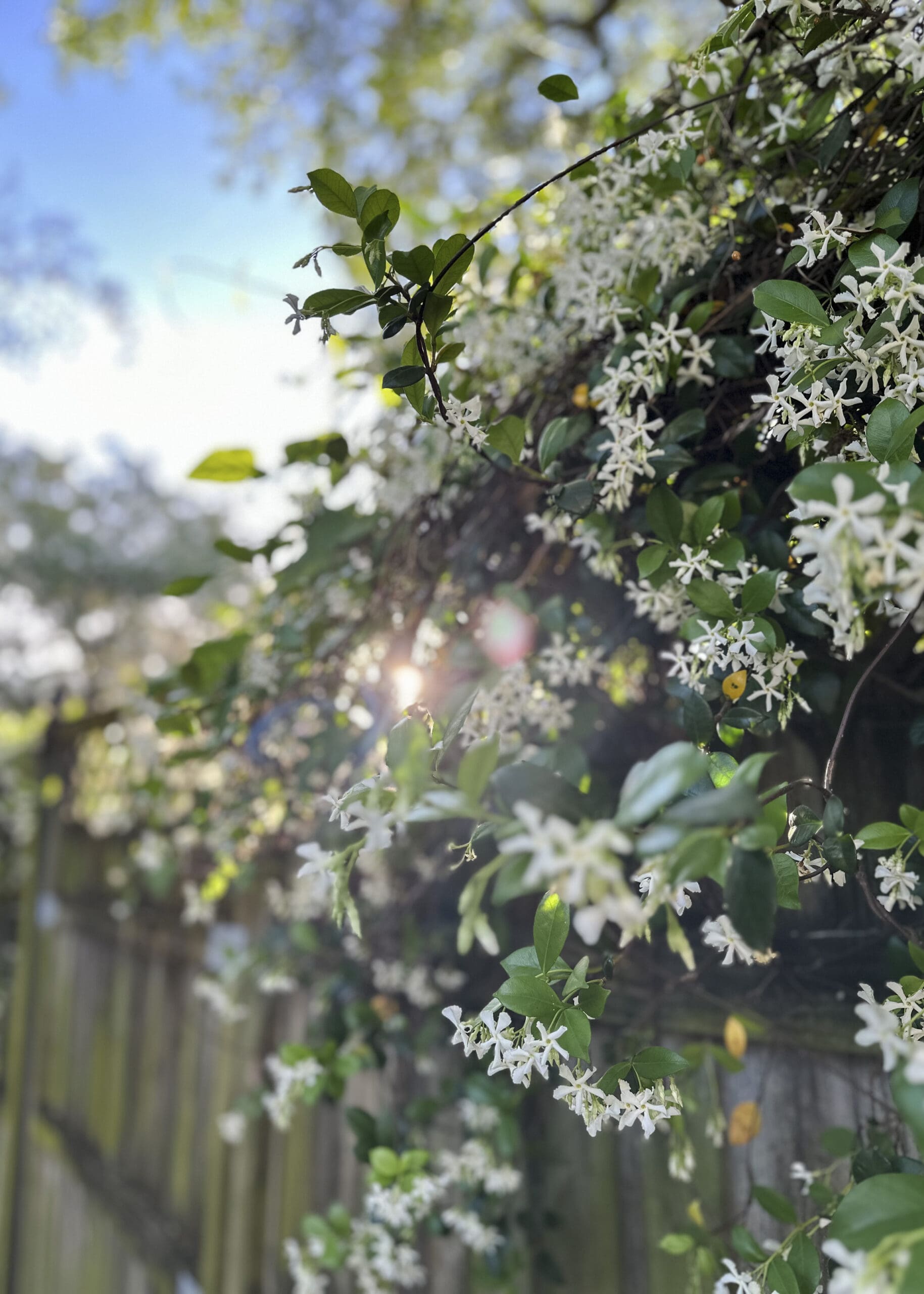 Serene Life Way holistic wellness inspiration